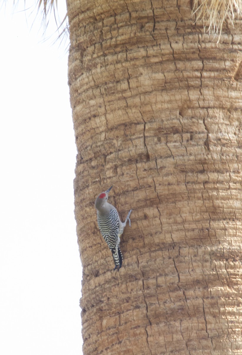 Gila Woodpecker - ML643171348