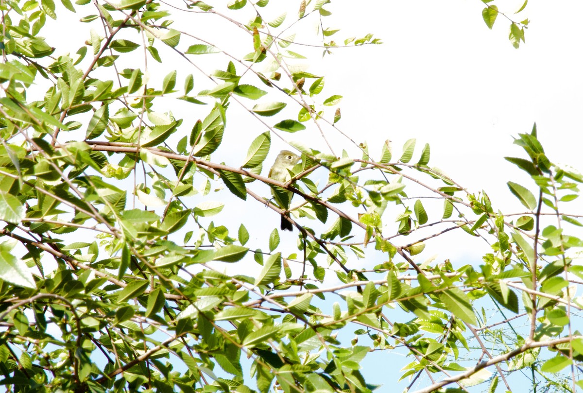 Western Flycatcher - ML643171354