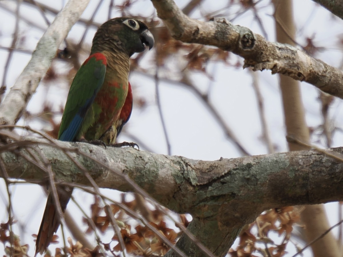 Blaze-winged Parakeet - ML643171355