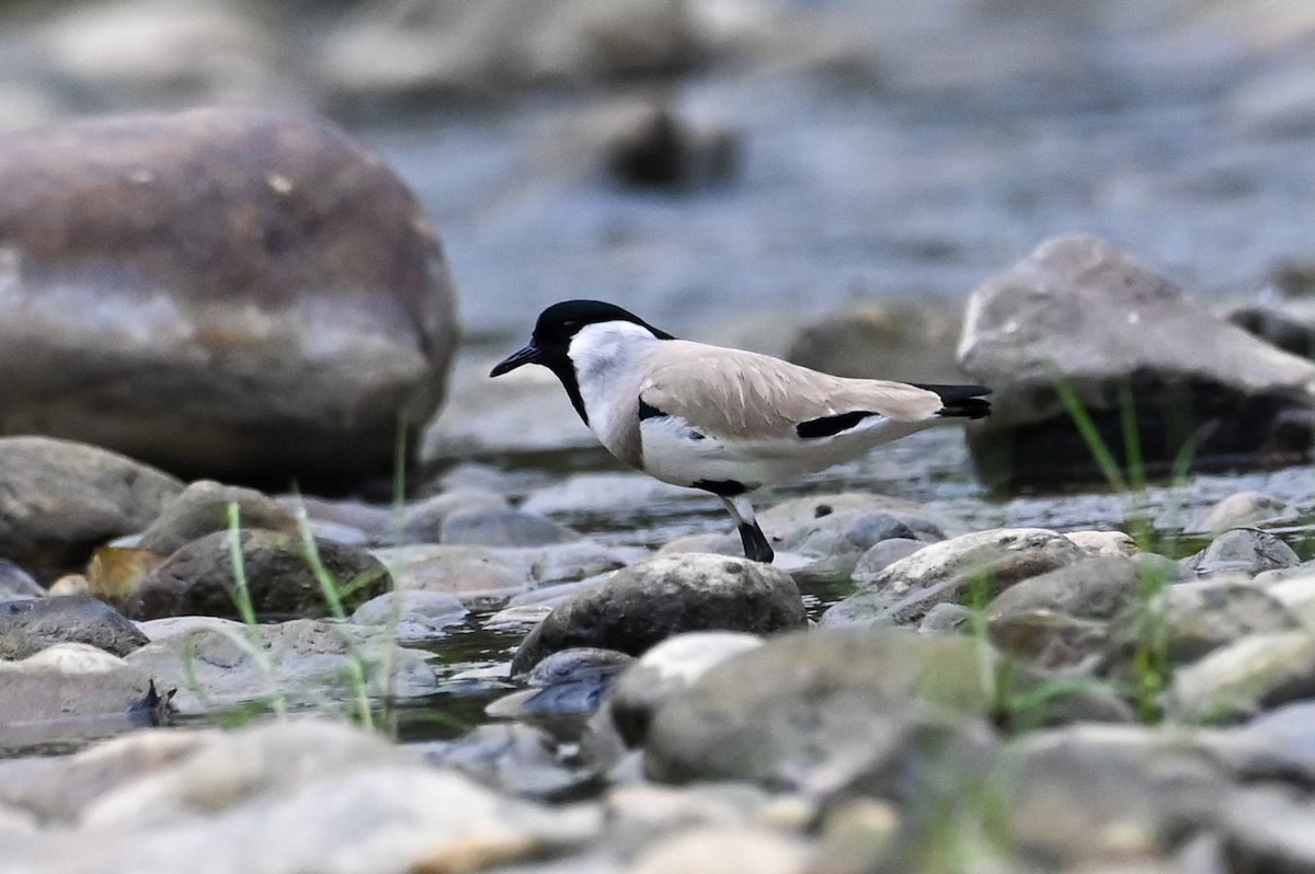 River Lapwing - ML643171356