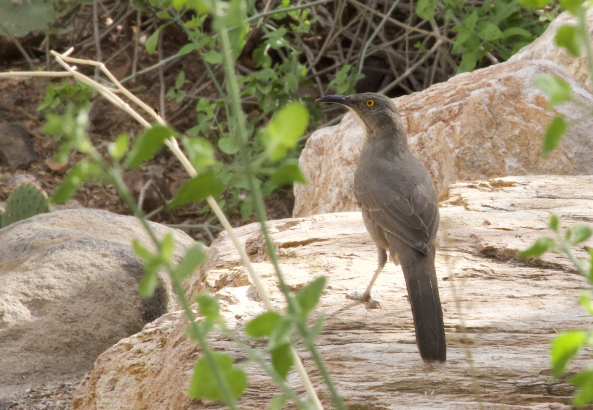 Curve-billed Thrasher - ML643171366
