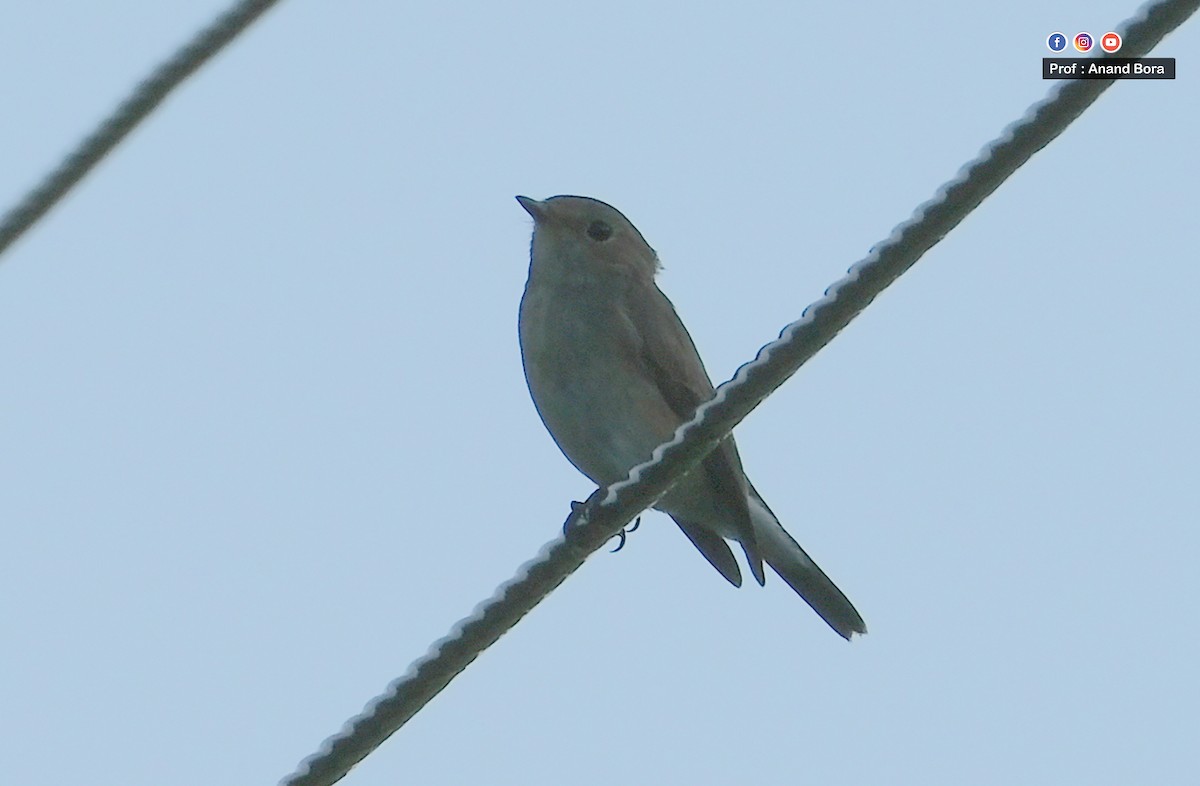 Asian Brown Flycatcher - ML643171372