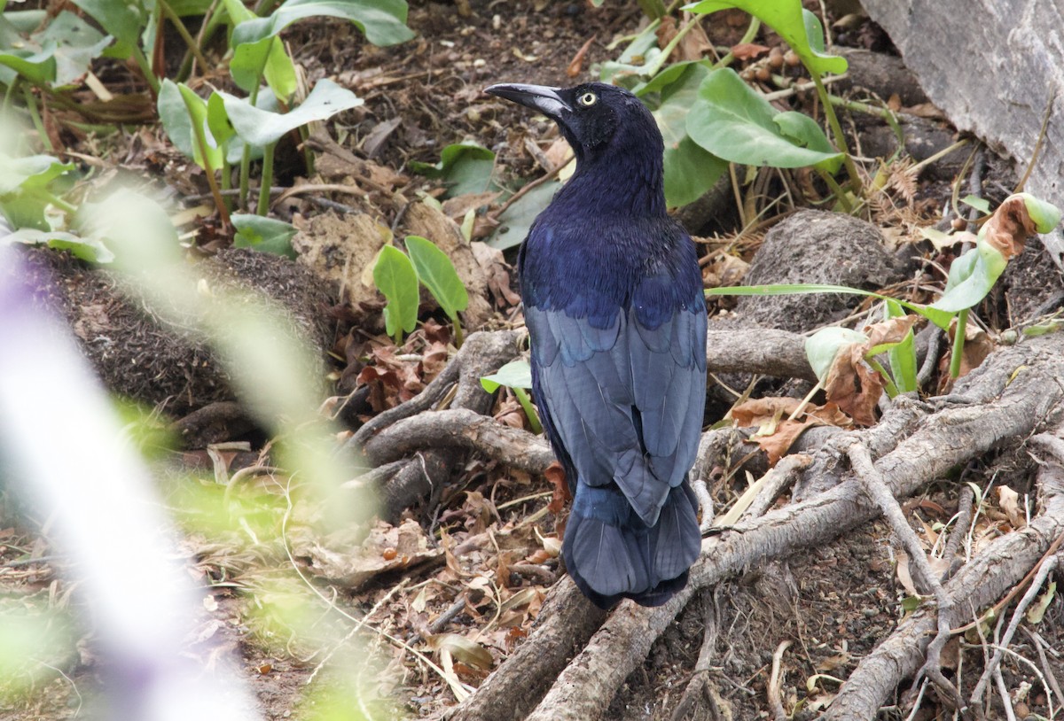 Great-tailed Grackle - ML643171374
