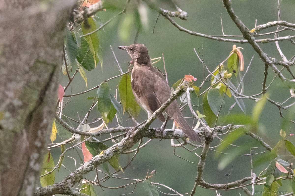 Black-billed Thrush - ML643171376