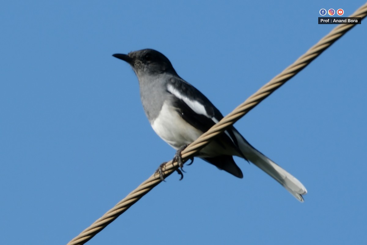 Oriental Magpie-Robin - ML643171377