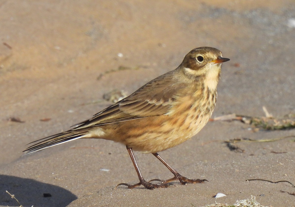 American Pipit - ML643171384