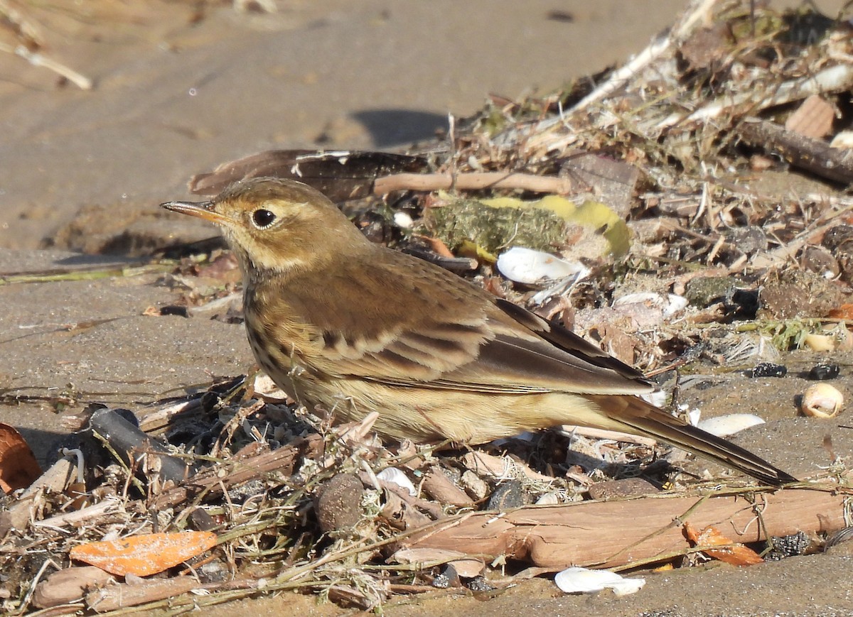 American Pipit - ML643171385
