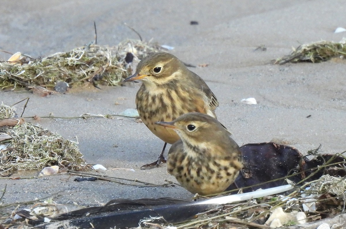 American Pipit - ML643171386