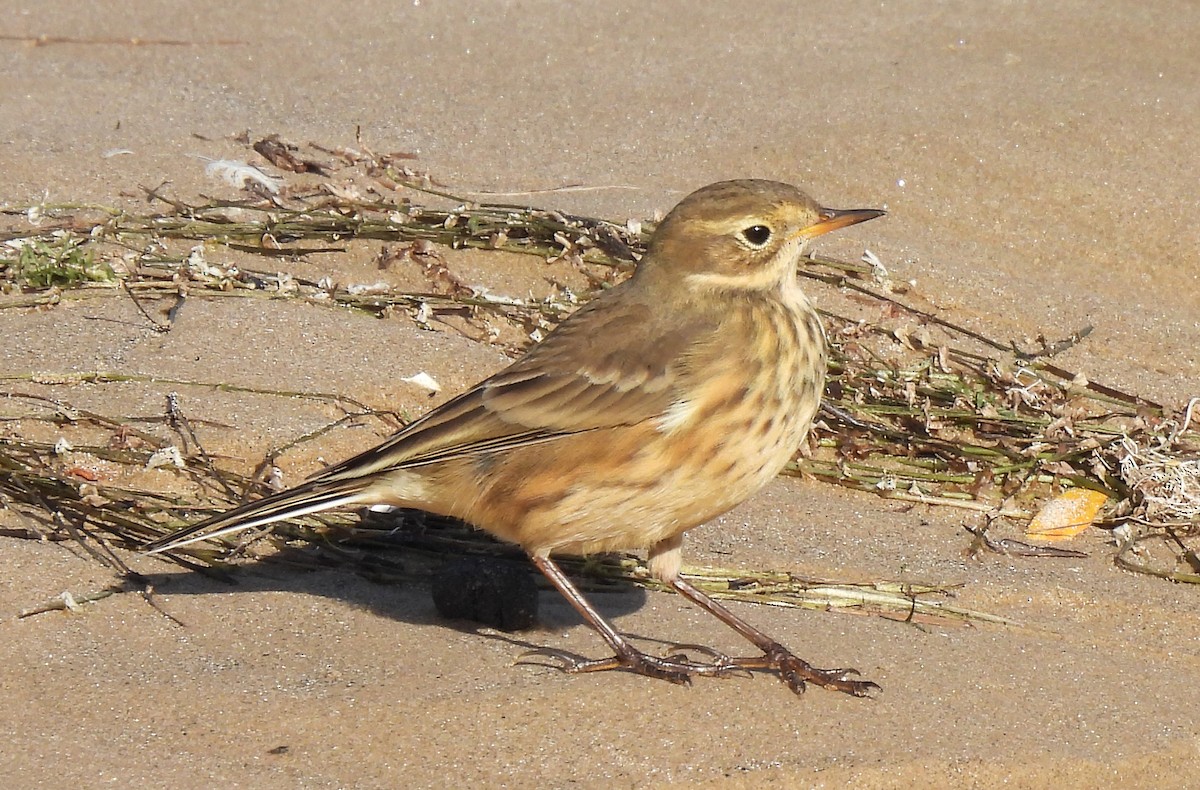 American Pipit - ML643171387