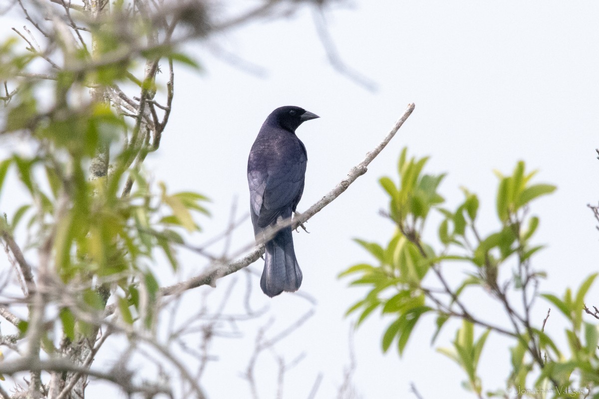 Shiny Cowbird - ML643171388
