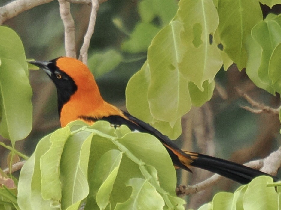 Orange-backed Troupial - ML643171389