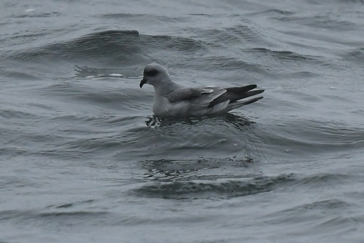 Fork-tailed Storm-Petrel - ML643171390