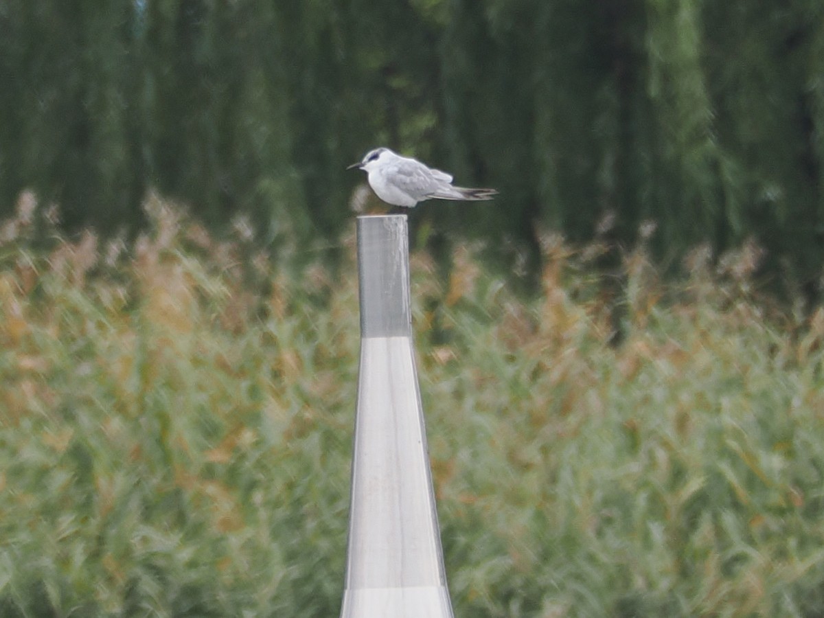 Whiskered Tern - ML643171391