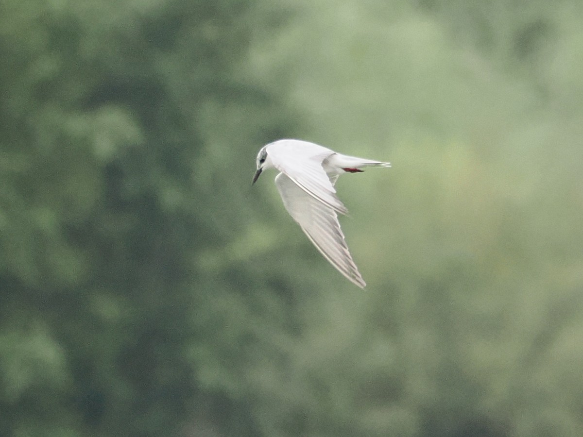 Whiskered Tern - ML643171392