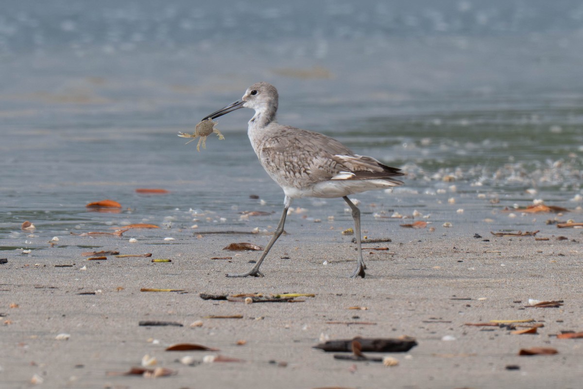 Willet - ML643171393