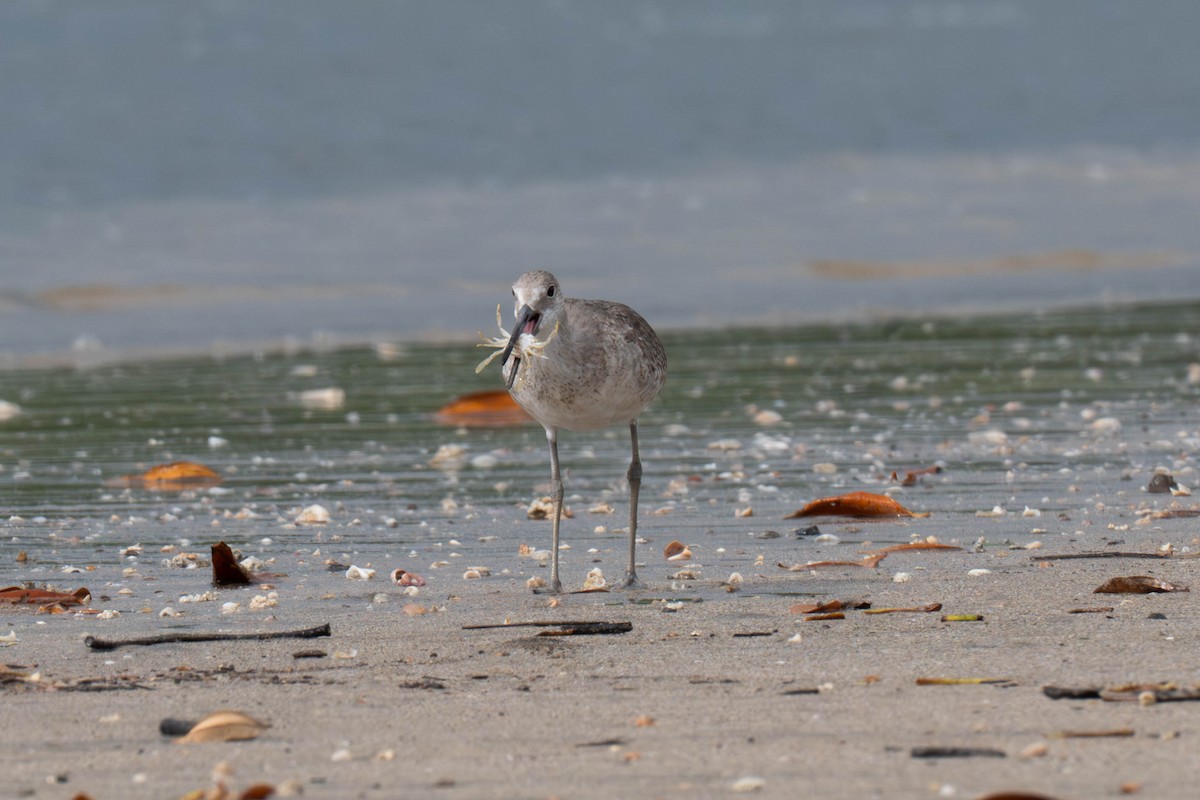 Willet - ML643171395