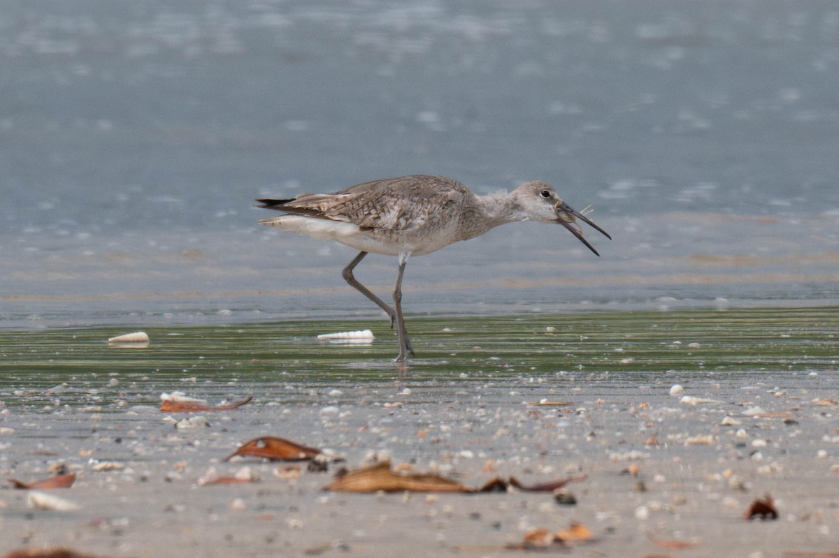 Willet - ML643171396