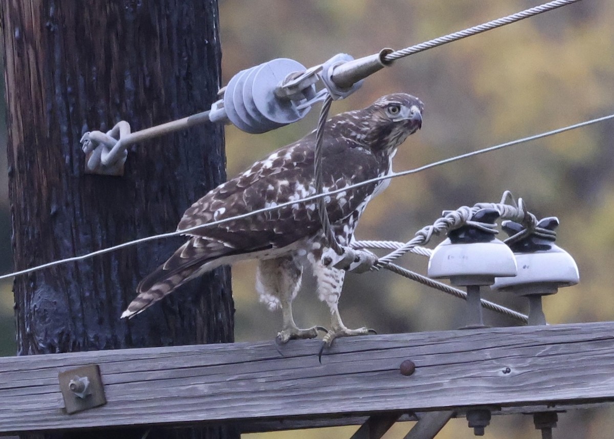 Red-tailed Hawk - ML643171397