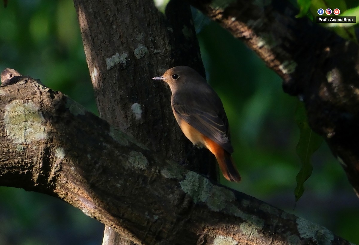 Black Redstart - ML643171398
