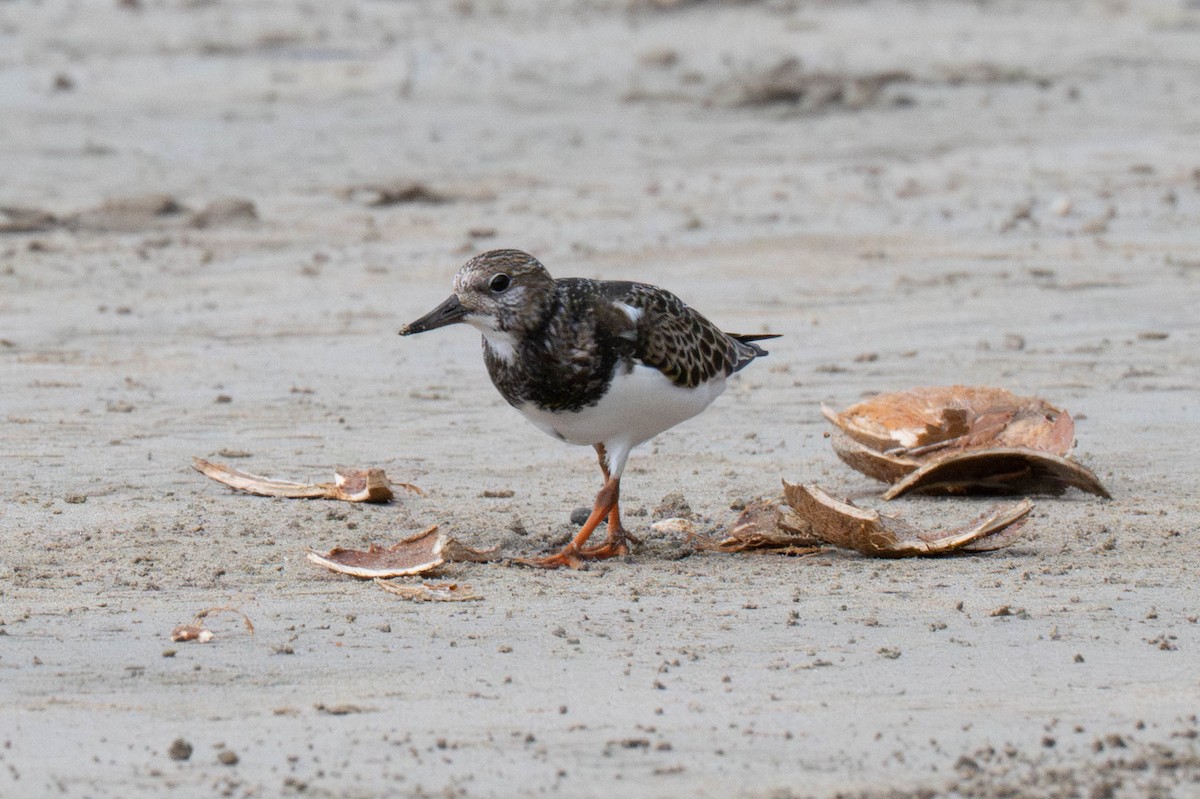 Ruddy Turnstone - ML643171401
