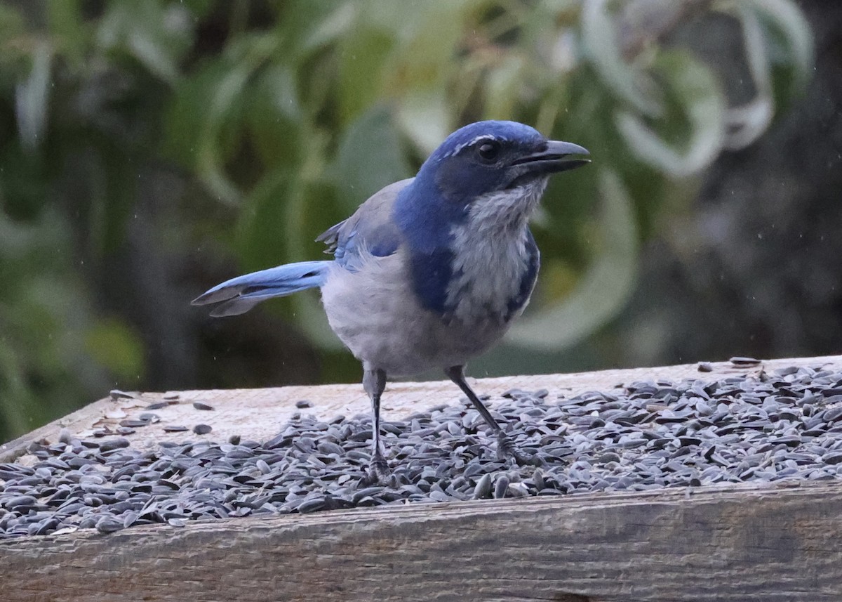 California Scrub-Jay - ML643171402
