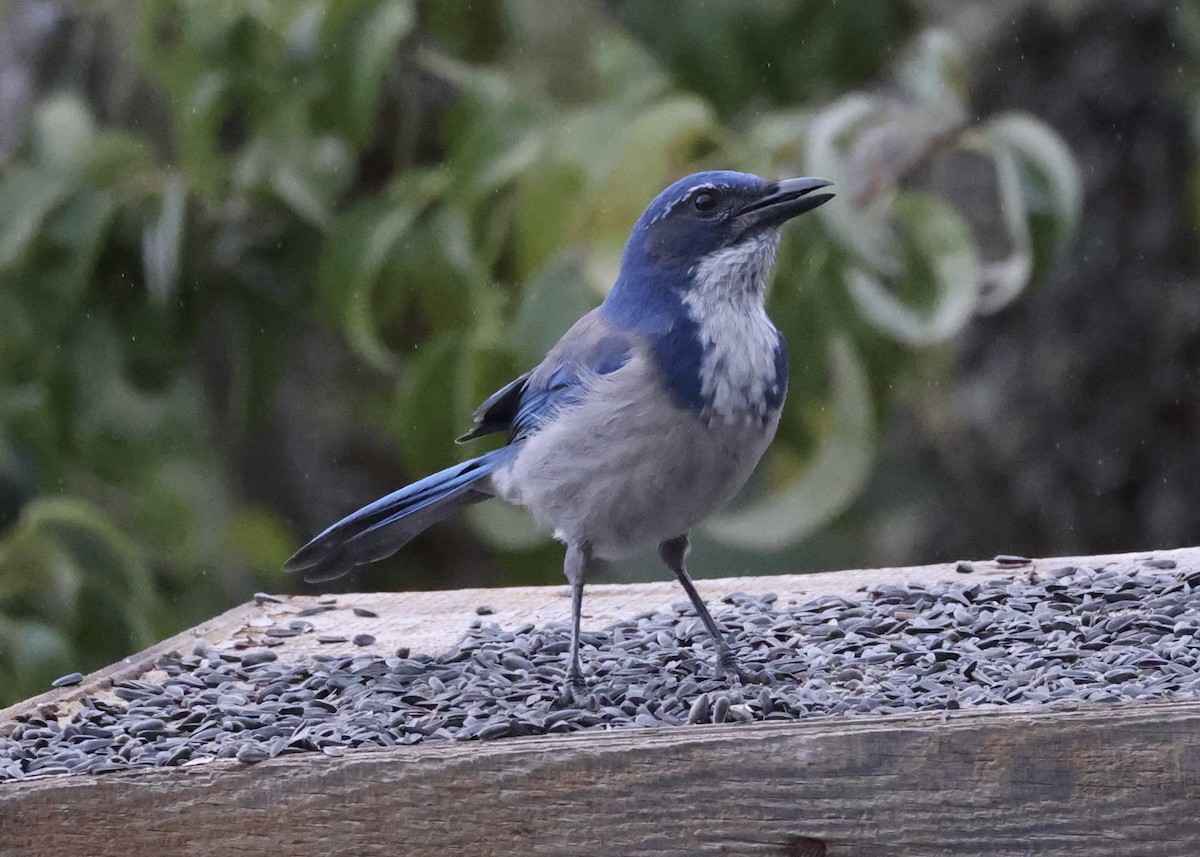 California Scrub-Jay - ML643171403