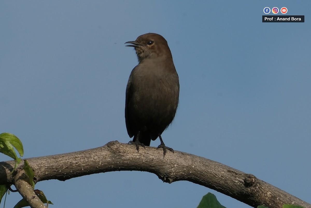 Brown Rock Chat - ML643171404