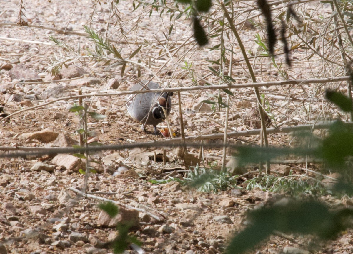 Gambel's Quail - ML643171405