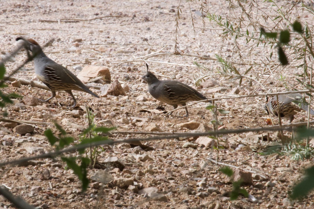 Gambel's Quail - ML643171407