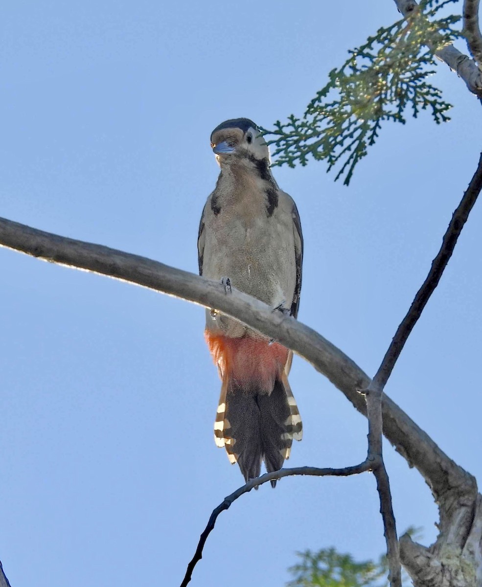 Syrian Woodpecker - ML643171408