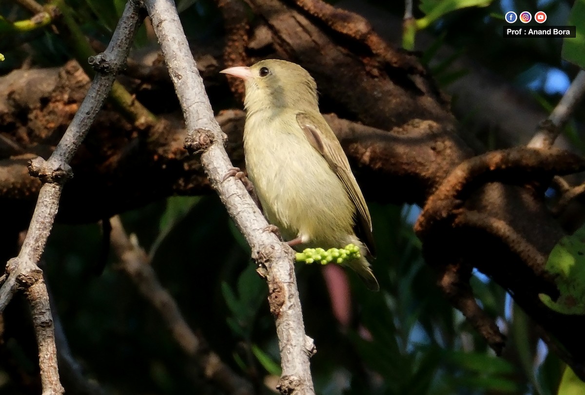 Thick-billed Flowerpecker - ML643171409
