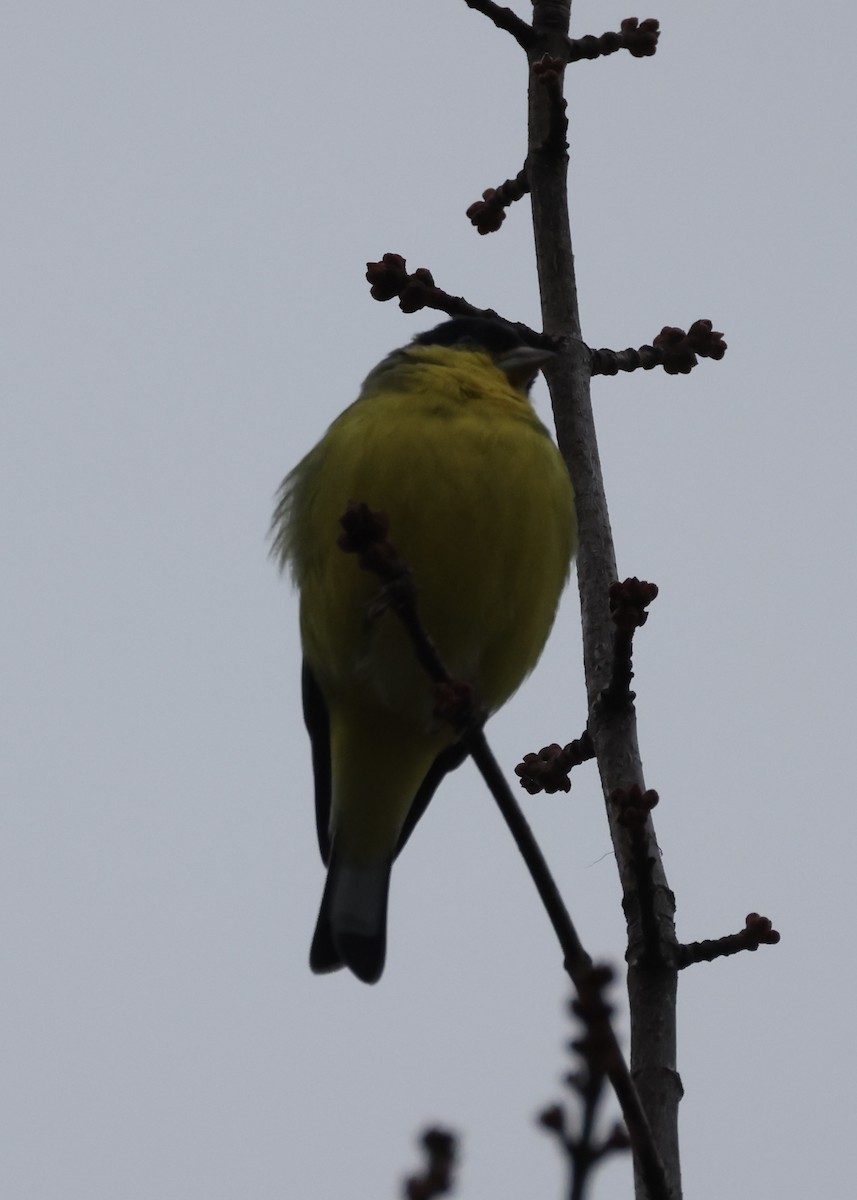 Lesser Goldfinch - ML643171411