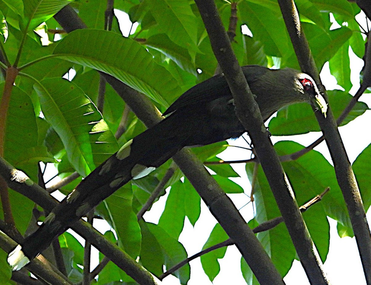 Green-billed Malkoha - ML643171416