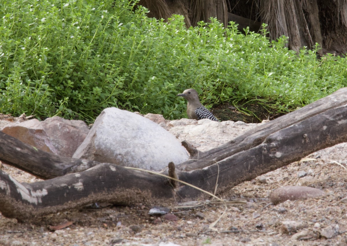 Gila Woodpecker - ML643171424