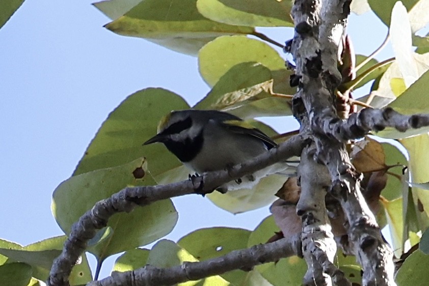 gullvingeparula - ML643171428