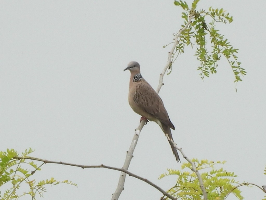 Spotted Dove - ML643171431