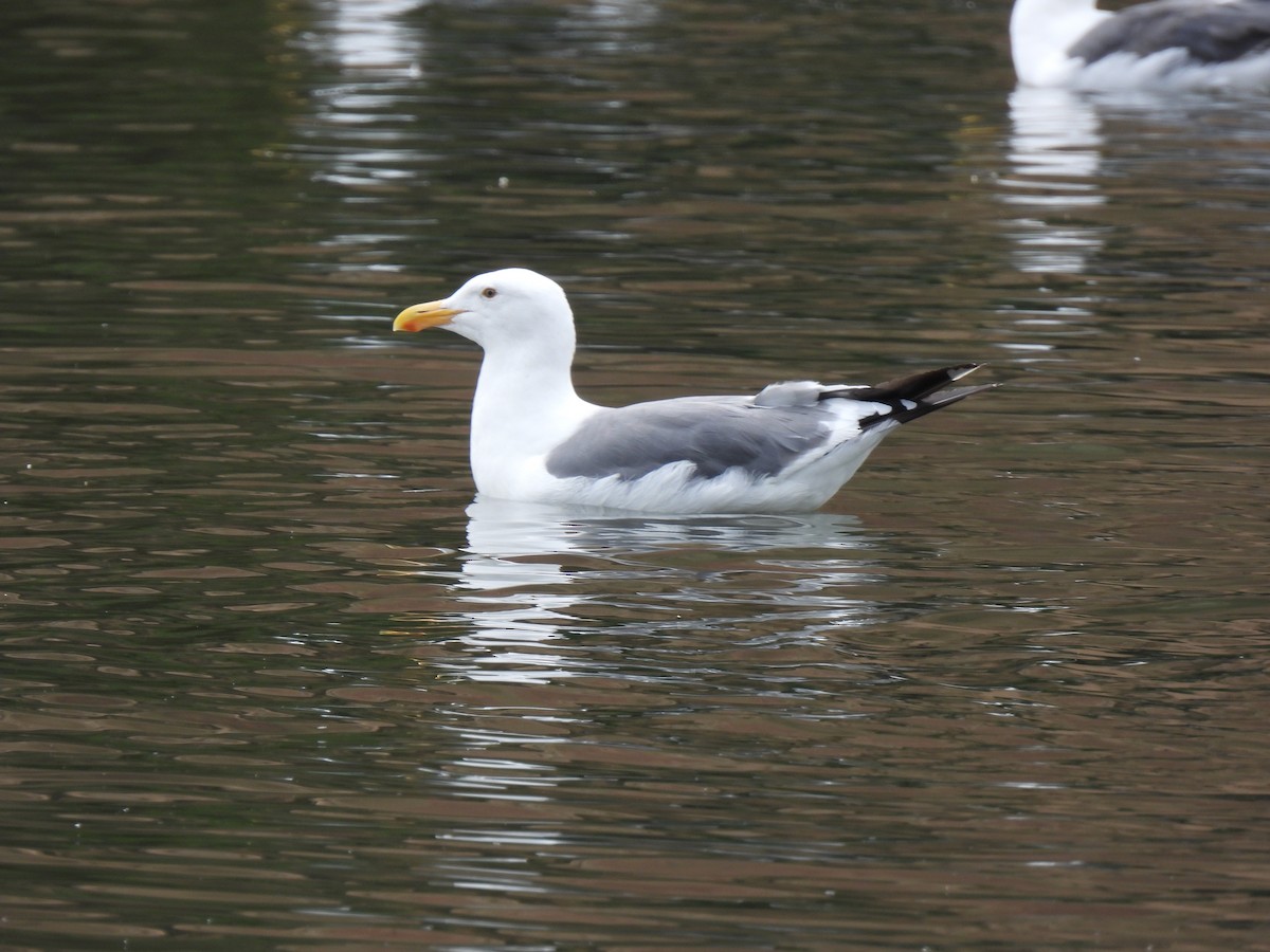 Westmöwe - ML643171446