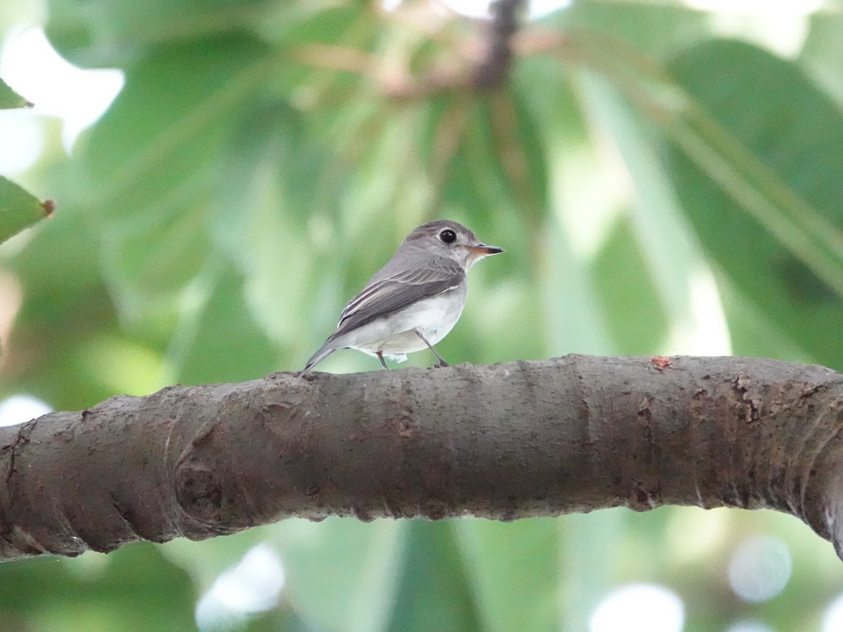 Asian Brown Flycatcher - ML643171495
