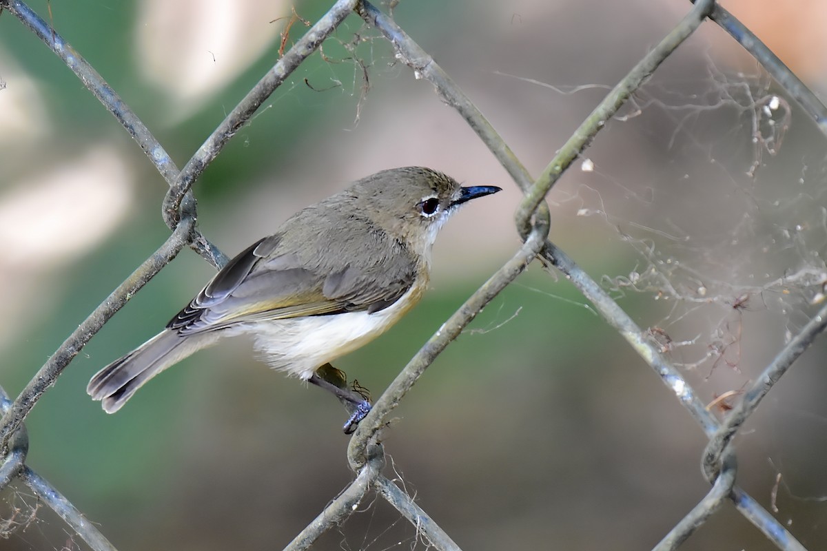 Large-billed Gerygone - ML643171501