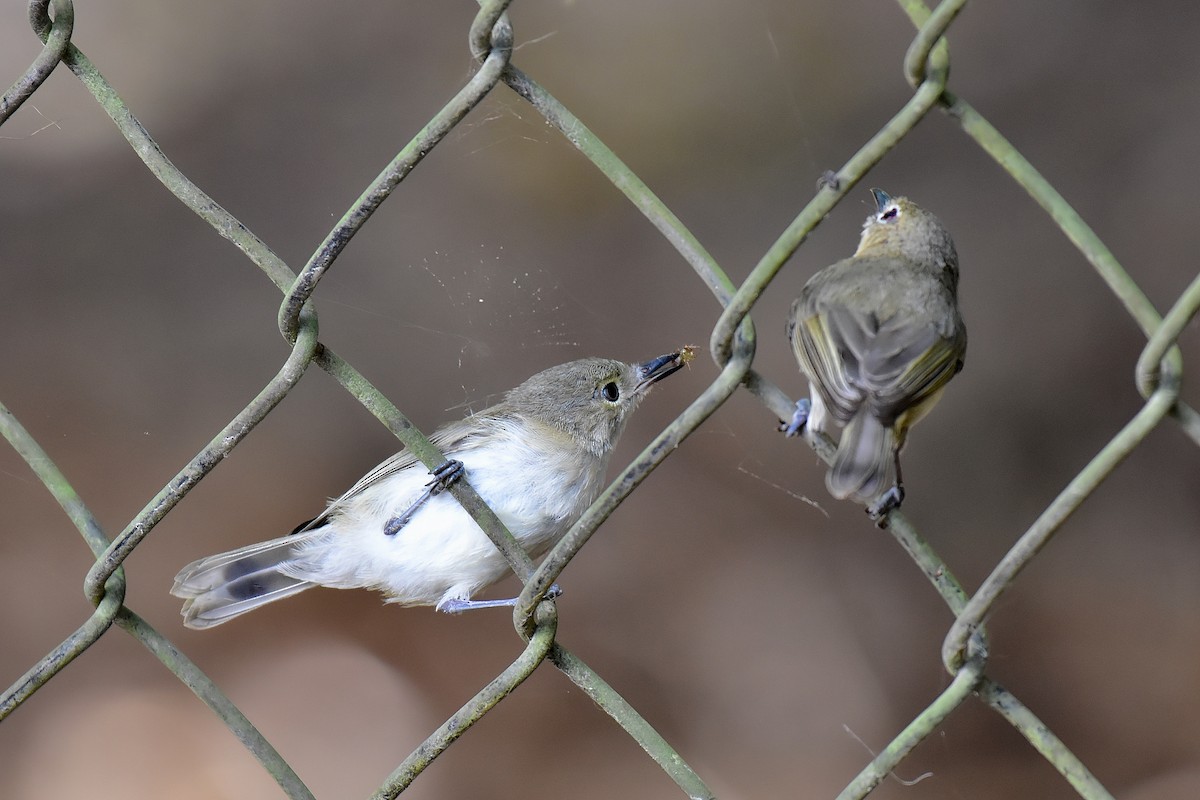Large-billed Gerygone - ML643171502