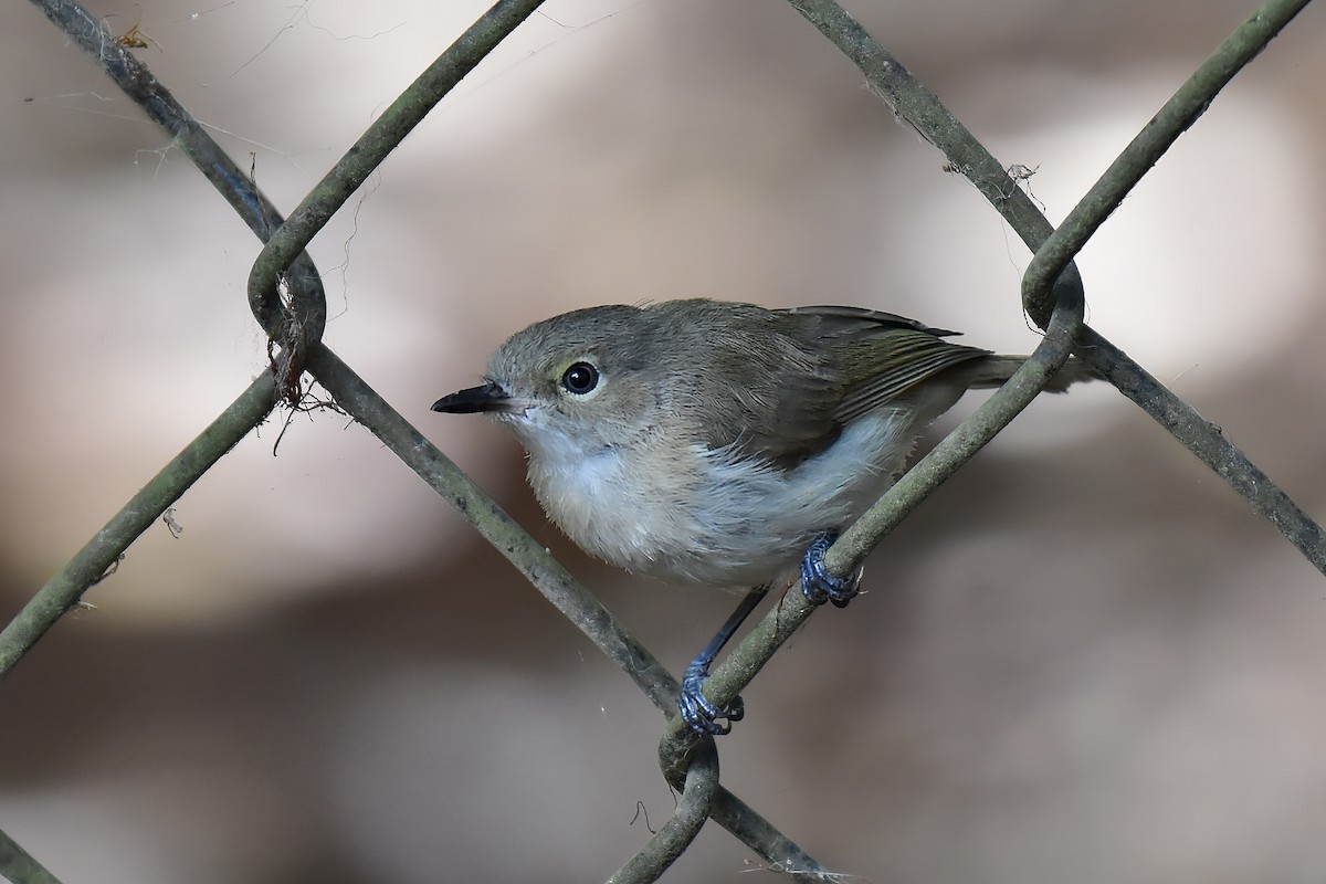Large-billed Gerygone - ML643171503