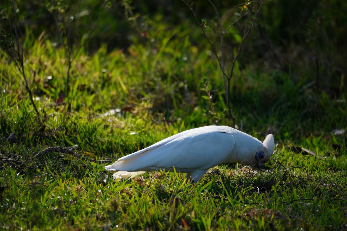 Little Corella - ML643171511