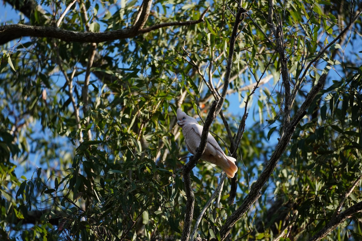 Little Corella - ML643171513