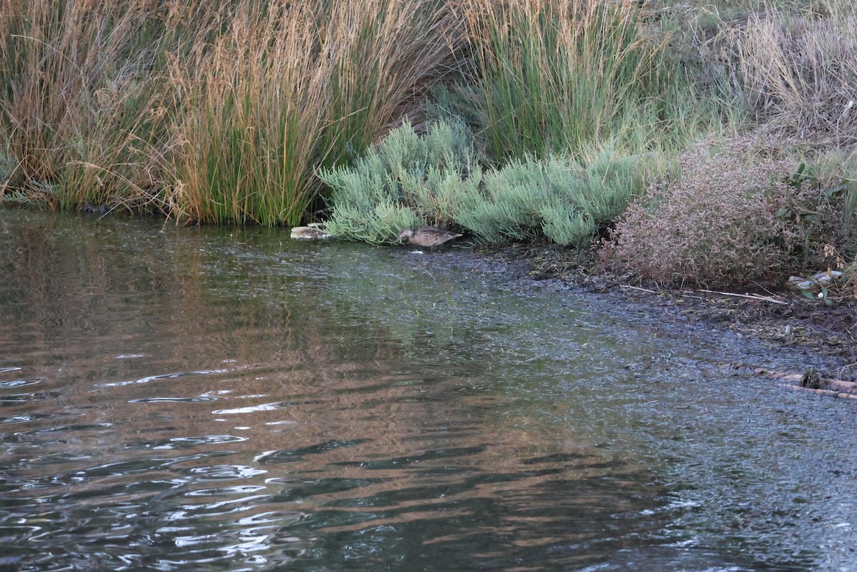 Green-winged Teal - ML643171533