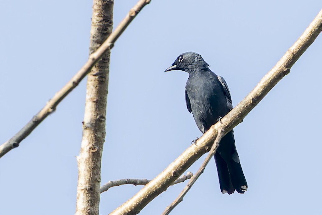 Sulawesi Cicadabird - ML643171536