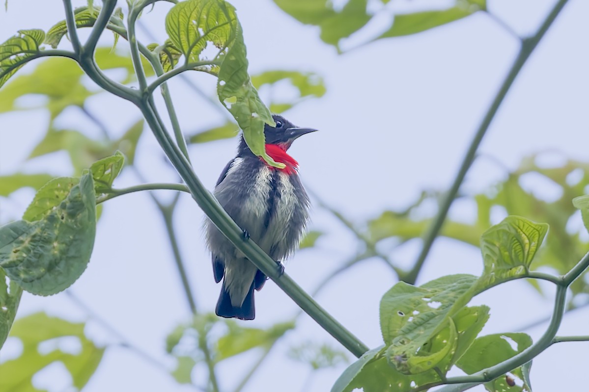 Gray-sided Flowerpecker - ML643171538