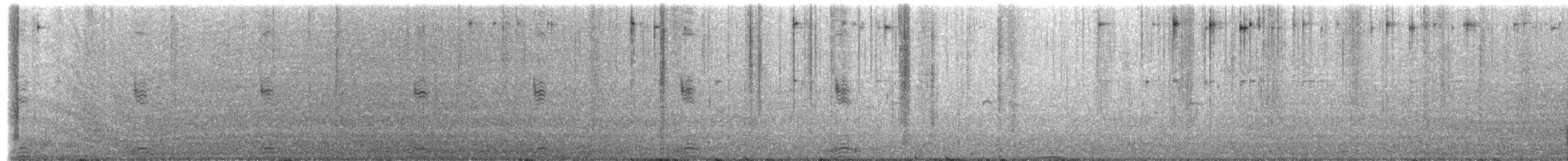 Tadorne de paradis - ML643171542