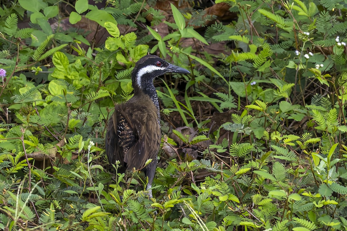 Barred Rail - ML643171545
