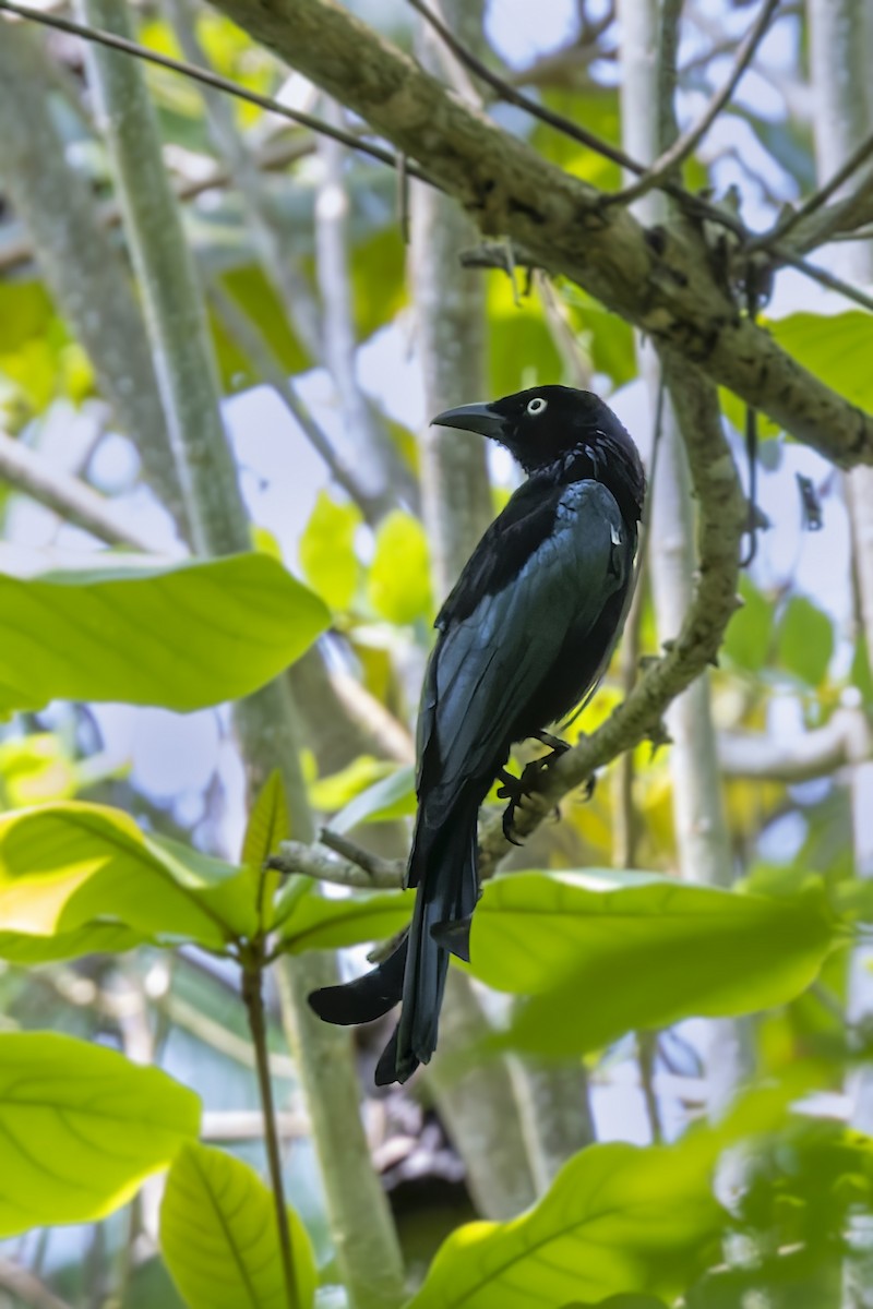 Drongo à crinière (leucops/banggaiensis) - ML643171550