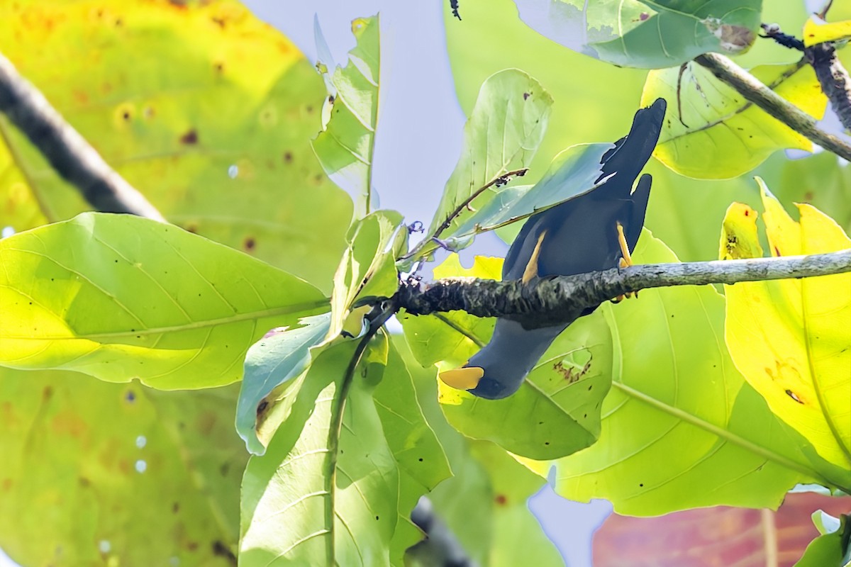 Finch-billed Myna - ML643171562